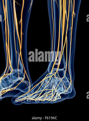 Illustration de l'exacte médicalement les nerfs du pied Banque D'Images