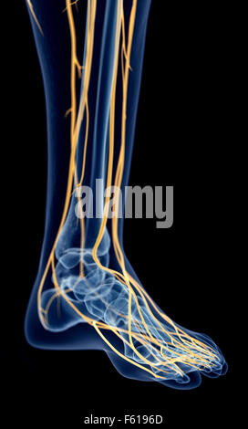 Illustration de l'exacte médicalement les nerfs du pied Banque D'Images