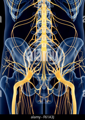 Illustration de l'exacte médicalement les nerfs de la hanche Banque D'Images