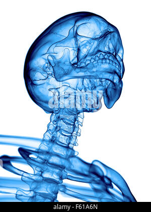 Illustration de l'exacte médicalement rachis cervical Banque D'Images