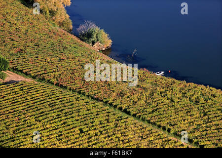 Vignobles de la vallée du Douro au coeur de la région viticole du Haut-Douro (patrimoine mondial de l'UNESCO, Site), Porto e Norte, Portugal Banque D'Images