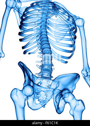 Illustration de l'exacte du point de vue médical thorax Banque D'Images