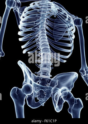 Illustration de l'exacte du point de vue médical thorax Banque D'Images