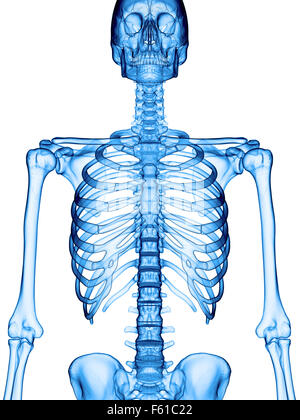 Illustration de l'exacte du point de vue médical thorax Banque D'Images