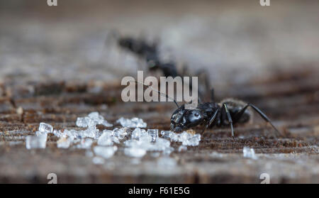 Grande forêt de sucre et ant Banque D'Images