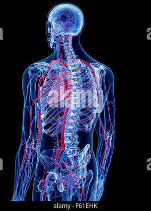 Le système vasculaire humain Banque D'Images