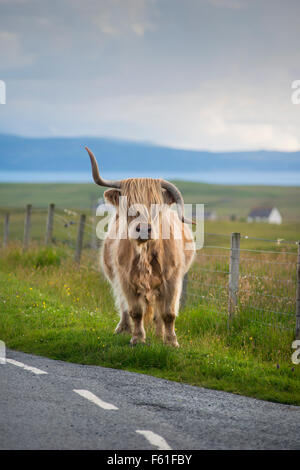 A Highland cow standing au bord de la route sur l'île de Skye en Ecosse Banque D'Images