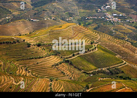 Vignobles dans la vallée de Pinhao au cœur de région viticole du Haut-Douro (patrimoine mondial de l'UNESCO, Site), Porto e Norte, Portugal Banque D'Images