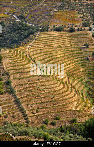 Vignobles dans la vallée de Pinhao au cœur de région viticole du Haut-Douro (patrimoine mondial de l'UNESCO, Site), Porto e Norte, Portugal Banque D'Images