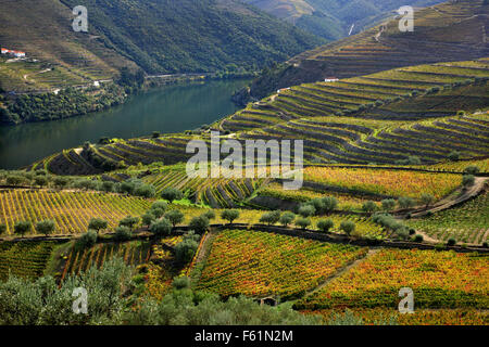 Vignobles de la vallée du Douro au coeur de la région viticole du Haut-Douro (patrimoine mondial de l'UNESCO, Site), Porto e Norte, Portugal Banque D'Images