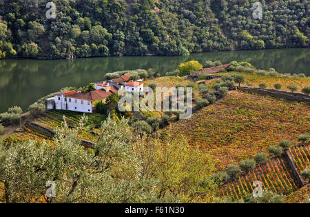 Vignobles de la vallée du Douro au coeur de la région viticole du Haut-Douro (patrimoine mondial de l'UNESCO, Site), Porto e Norte, Portugal Banque D'Images