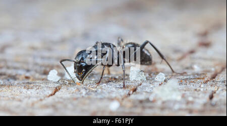 Grande forêt de sucre et ant Banque D'Images