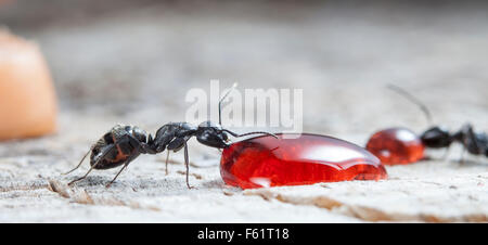 Grande forêt fourmi mange de la confiture de fraise Banque D'Images