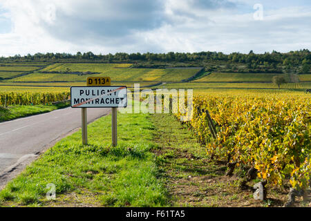 La route des vins de Bourgogne à Puligny Montrachet. Rangées de vignes de plus en plus de vignes en Bourgogne en automne avec le remorquage Banque D'Images