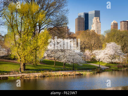 Central Park au printemps, la Floraison des Cerisiers Yoshino, Upper West Side de Manhattan, New York City Banque D'Images