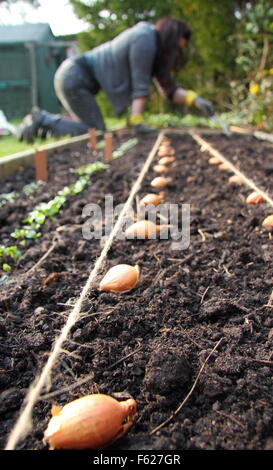 Allium lcpe. Planter des ensembles d'oignons dans un lit surélevé au printemps. ROYAUME-UNI Banque D'Images