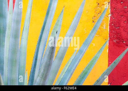 Agave fourcroydes Henequen (cactus) et mur coloré au Yucatan, Mexique. Banque D'Images