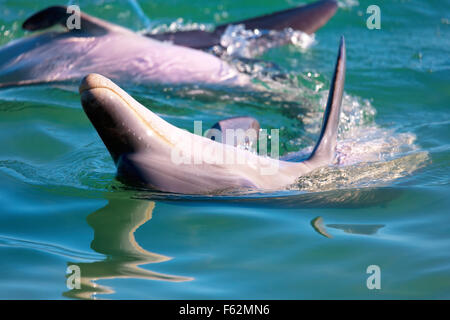 Monkey Mia Dolphin Bottlenosed Bouteille, Nez, dauphins, l'Australie, Australie Ouest Kalbarri Monkey Mia Banque D'Images