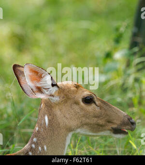 Spotted Deer dans le Parc National de Nagarhole Karnataka Banque D'Images