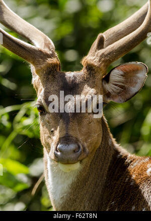 Spotted Deer dans le Parc National de Nagarhole Karnataka Banque D'Images