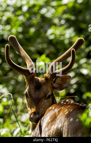 Spotted Deer dans le Parc National de Nagarhole Karnataka Banque D'Images