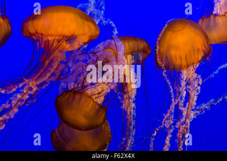 Côte ouest de l'ortie de mer méduses, Monterey Bay Aquarium, Cannery Row, Monterey, Californie Banque D'Images
