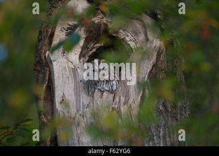 Chouette hulotte, Waldkauz, ruht am Tage dans Baumhöhle von, Strix Aluco enr, Wald-Kauz Käuzchen, Kauz, Banque D'Images