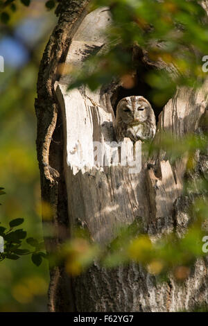 Chouette hulotte, Waldkauz, ruht am Tage dans Baumhöhle von, Strix Aluco enr, Wald-Kauz Käuzchen, Kauz, Banque D'Images