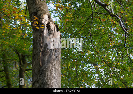 Chouette hulotte, Waldkauz, ruht am Tage dans Baumhöhle von, Strix Aluco enr, Wald-Kauz Käuzchen, Kauz, Banque D'Images