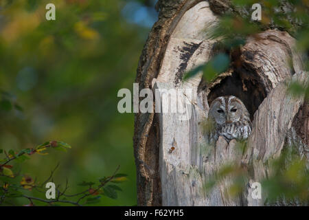 Chouette hulotte, Waldkauz, ruht am Tage dans Baumhöhle von, Strix Aluco enr, Wald-Kauz Käuzchen, Kauz, Banque D'Images