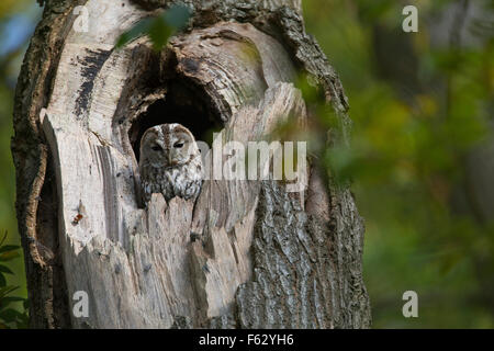 Chouette hulotte, Waldkauz, ruht am Tage dans Baumhöhle von, Strix Aluco enr, Wald-Kauz Käuzchen, Kauz, Banque D'Images