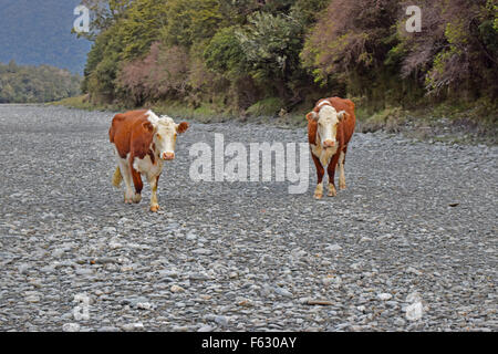 Les vaches errant dans un bel emplacement près d'une chute dans l'île Sud de la Nouvelle-Zélande. Banque D'Images