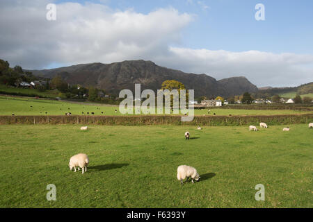 Village de Coniston, Angleterre. Vue d'automne pittoresque de moutons paissant dans les champs à proximité de la région du Lake District village de Coniston. Banque D'Images