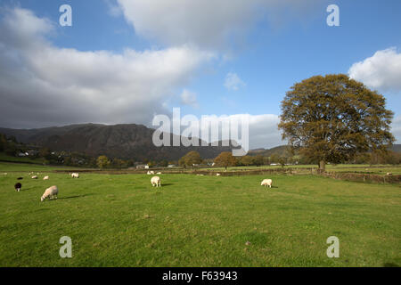 Village de Coniston, Angleterre. Vue d'automne pittoresque de moutons paissant dans les champs à proximité de la région du Lake District village de Coniston. Banque D'Images