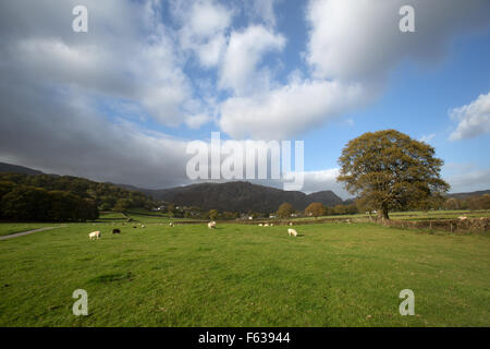 Village de Coniston, Angleterre. Vue d'automne pittoresque de moutons paissant dans les champs à proximité de la région du Lake District village de Coniston. Banque D'Images