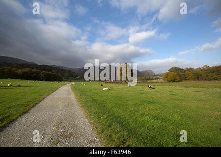 Village de Coniston, Angleterre. Vue d'automne pittoresque de moutons paissant dans les champs à proximité de la région du Lake District village de Coniston. Banque D'Images