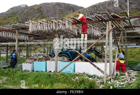 Récolte près de Mortsund stockfisch sur les îles Lofoten, Norvège Banque D'Images