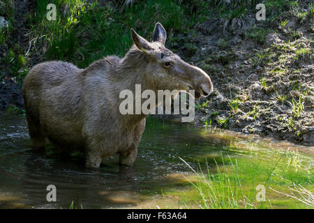 L'orignal (Alces alces) femme / refroidissement vache dans l'eau d'étang sur une journée chaude en été Banque D'Images