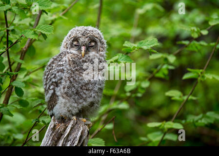 Chouette de l'Oural (Strix uralensis) jeune dormir sur souche d'arbre dans la forêt Banque D'Images