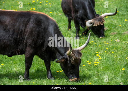 Heck bovins (Bos domesticus) le pâturage dans le pré. Tentative de retour la race disparue de l'aurochs préhistorique (Bos primigenius) Banque D'Images