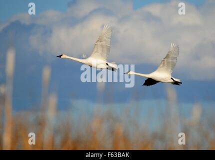 Les cygnes trompettes ensemble sur le Seedskadee National Wildlife Refuge, 31 octobre 2015 à Sweetwater County, Wyoming. Banque D'Images