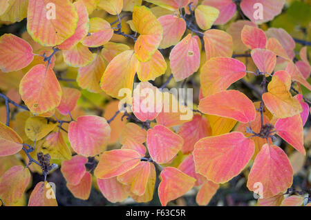 Fothergilla major grande montagne aulne sorcière feuilles d'automne jaune et rouge Banque D'Images