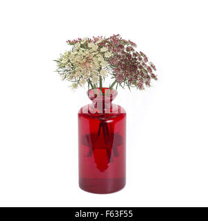 Daucus en vintage vase isolé sur fond blanc Banque D'Images