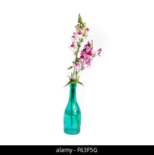 Dans Anthirium vintage vase isolé sur fond blanc Banque D'Images