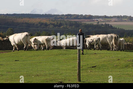 À partir de la BBC Countryfile Adam Henson retourne à son travail à la ferme, après son père, Joe Henson, est mort 3 jours plus tôt. Joe Henson avait créé la désormais célèbre Cotswold Farm Park en 1971. Avec : Adam Henson Où : Cheltenham, Royaume-Uni Quand : 09 Oct 201 Banque D'Images