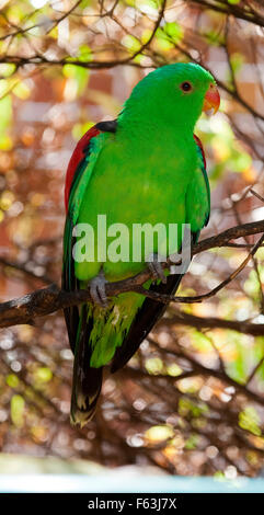 Collection d'oiseaux d'Australie, Australie Oiseaux vert Banque D'Images