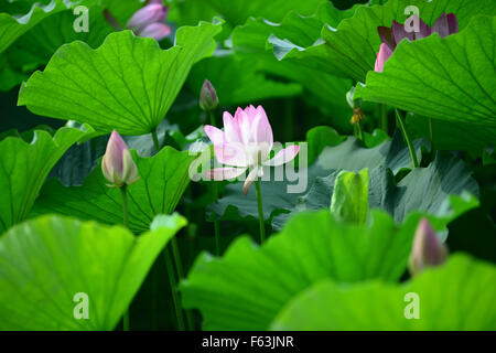 Lotus rose fleur qui s'épanouit dans l'étang avec des bourgeons Beijing Chine Banque D'Images