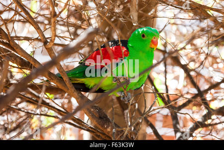 Collection d'oiseaux d'Australie, Australie Oiseaux vert Banque D'Images