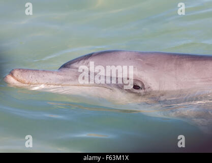 Bottlenosed Dolphin, nez de bouteille, les dauphins, l'Australie, Australie Ouest Kalbarri Monkey Mia Banque D'Images