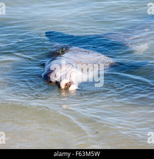 Bottlenosed Dolphin, nez de bouteille, les dauphins, l'Australie, Australie Ouest Kalbarri Monkey Mia Banque D'Images